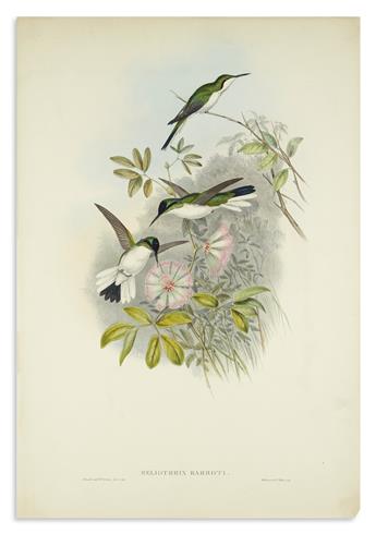 GOULD, JOHN. Group of 7 hand-colored lithographs of hummingbirds